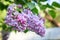 Beautiful lush pink and purple bunches of lilac