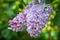 Beautiful lush pink and purple bunches of lilac