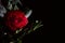 Beautiful lush red rose close, black background