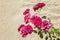 Beautiful lush rose bush on a background of golden sand. Close-up. Space for text