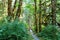 A beautiful lush walking path through an old growth rainforest including a walking bridge, in princess Louisa inlet