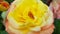 Beautiful lush yellow rose with blushing petals. Single rose flower closeup. Beauty of blooming flowers. Rose flower close-up