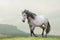Beautiful lusitano horse waling on freedom
