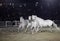 Beautiful lusitano horses performing in sand arena