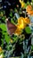 Beautiful Luthrodes pandava Butterfly on a flower