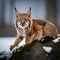 Beautiful lynx in the wild - ai generated image