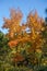 Beautiful mable trees in colorful autumn time