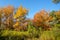 Beautiful mable trees in colorful autumn time