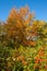 Beautiful mable trees in colorful autumn time