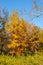 Beautiful mable trees in colorful autumn time