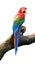 Beautiful macaw