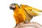 Beautiful macaw blue and yellow bird with open wings