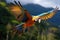 Beautiful macaw flying, Ara arakanga