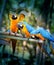 Beautiful macaw parrots