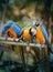 Beautiful macaw parrots