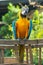 Beautiful macaw perching on wooden oxcart