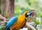 Beautiful macaws parrot on tree branch against jungle background