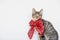 Beautiful mackerel tabby kitten with festive ribbon