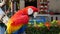 Beautiful macore parrot bird standing on a wooden