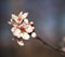 Beautiful macro of a blooming blood plum, named Prunus cerasifera Pissardii