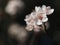 Beautiful macro of a blooming blood plum, named Prunus cerasifera Pissardii