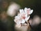 Beautiful macro of a blooming blood plum, named Prunus cerasifera Pissardii