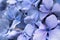 Beautiful macro close up of bunch of blue violet petals of hortensia flower on blurred background texture pattern