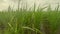 beautiful macro close-up paddy rice grass under grey sky.
