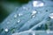 Beautiful macro close up of pure rain drops on blue green leaf with venation texture zen background