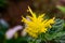 Beautiful macro closeup of a golden plume flower, popular tropical ornamental plant specie from Brazil