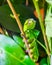Beautiful macro closeup of a lebeau silk moth caterpillar walking on a branch, butterfly in the larval stage, tropical insect