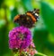 Beautiful macro closeup of a red admiral butterfly, common insect specie from Europe