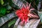 Beautiful macro closeup of a red and pink colored blooming flower, bromeliad specie, tropical plant from America, nature