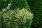 Beautiful macro of green and silvery pine Pinus parviflora Glauca needles on boxwood Buxus sempervirens background