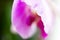 Beautiful Macro Orchid Flower. Abstract blurry natural background. Light fragile blossoms with waterdrops.