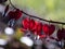 Beautiful macro of pendent, heart-shaped red and white flowers of bleeding-heart in bright backlight with blurred bokeh background