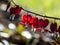 Beautiful macro of pendent, heart-shaped red and white flowers of bleeding-heart in bright backlight with blurred bokeh background