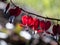 Beautiful macro of pendent, heart-shaped red and white flowers of bleeding-heart in bright backlight with blurred bokeh background