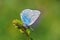 Beautiful macro photo of Polyommatus coelestinus butterfly