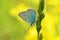 Beautiful macro photo of Polyommatus coelestinus butterfly