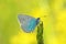 Beautiful macro photo of Polyommatus coelestinus butterfly