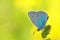 Beautiful macro photo of Polyommatus coelestinus butterfly