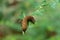 Beautiful Macro photography of a detailed brown worm eating some little leaves with raindrops