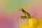 Beautiful macro picture of a green mantid on a yellow flower against a blurry background