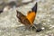 Beautiful macro picture of an orange butterfly in  Spilok Park, Borneo Island