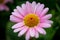 Beautiful macro picture of a pink marguerite daisy in a garden under the sunlight