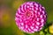 Beautiful macro of pompon dahlia in pink with the name Franz Kafka