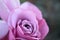Beautiful macro rose photo beauty nature vibrant