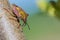 The beautiful macro shot of the alone little bug or the beetle on the branch or twig of willow