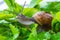 The beautiful macro shot of  funny inquisitive snail doing his slow stroll